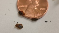 Bed Bug Control Dallas