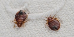 Bed Bug Detector