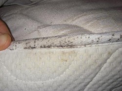 Bed Bug Inspection