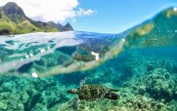 Stand Up Paddle Kauai Rental