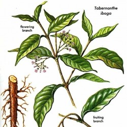 ibogaine treatment centers