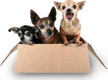 Pet Transport Melbourne | Animal Carriers, Pet Cargo & Movers