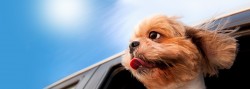 Pet Transport Melbourne | Animal Carriers, Pet Cargo & Movers