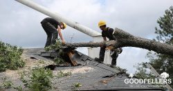 Tree Surgeons