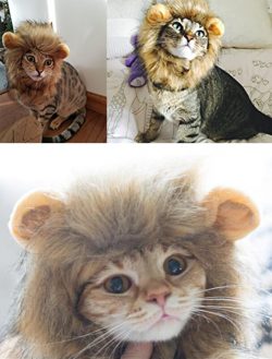 cat lion mane wig factory