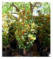 Pittosporum Hedge Varieties for Sale | Online Plants Australia