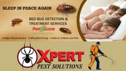 Cockroach Control Services Toronto