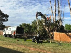 DMS Tree Removal