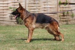 Fully Trained German Shepherds for Sale