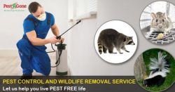 Mice Free Pest Control Richmond Hill