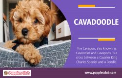 Cavadoodle | puppiesclub.com