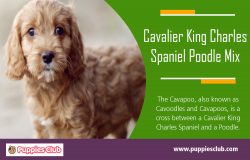 Cavalier King Charles Spaniel Poodle Mix | puppiesclub.com