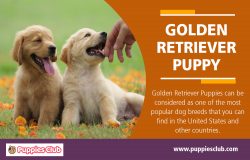 Golden Retriever Puppy | puppiesclub.com