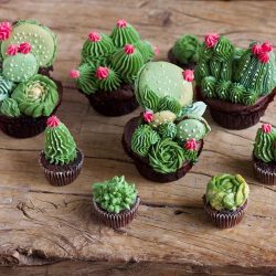 Succulent cupcakes