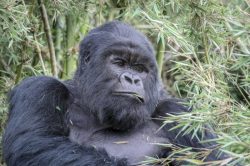 Uganda Gorilla Trekking Safaris