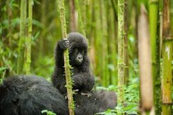 Rwanda Gorilla Trekking