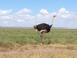 Serengeti National Park Tours