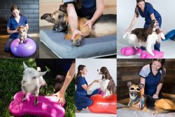 WalkingPawsRehab – Animal Rehabilitation