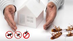 Find the most effective pest control services at Housejoy