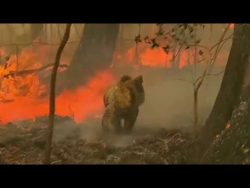 480M animals potentially killed in Australia wildfires