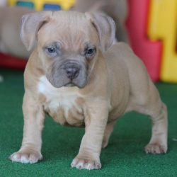 Real American Pitbull Terrier Breeder