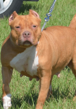 Real American Pitbull Terrier Breeder