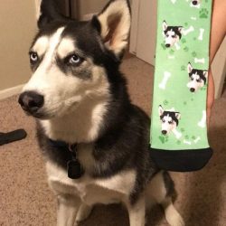 Custom Dog Socks With Your Text