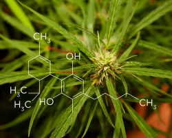 WHAT IS CBD