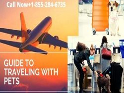 Airlines That Allow Pets In-Cabin When You Fly Call Now+1-855-284-6735