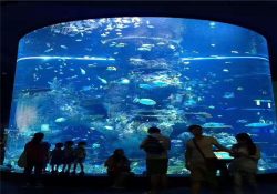 It is Very Necessary to Choose a Reliable Public Aquarium Manufacturer