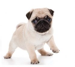 Pug puppies for sale in Dubai