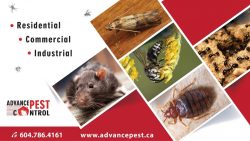 Pest Control Langley