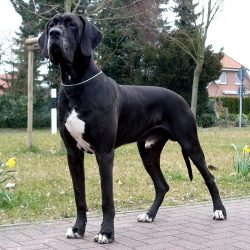 Great Dane Mix Puppies for Sale at Best Prices