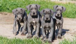 Blue Great Dane Puppies for Sale in US