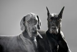 Are You Searching for European Great Dane Puppies?