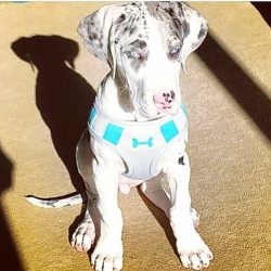 Best Harlequin Great Dane Puppies for Sale