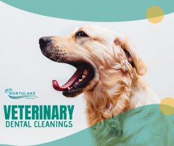 Advanced Veterinary Dentistry Service