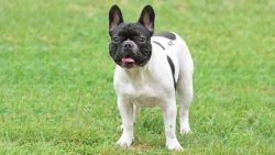 French Bulldog Puppies for Sale – Central Park Puppies