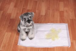 Potty Training Your Puppy