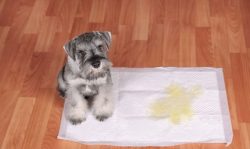 Potty Training Your Puppy