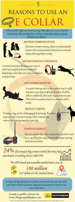 5 Reasons To Use An E Collar