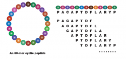 A Complete Pentapeptide Library – Protheragen