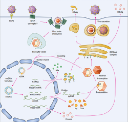 An Oral Hepatitis B Virus Capsid Inhibitor – Protheragen