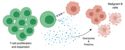 CD3/BCMA Bispecific Antibody for Multiple Myeloma Treatment – Protheragen