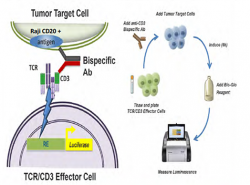 CD3xCD20 bsAb – Protheragen