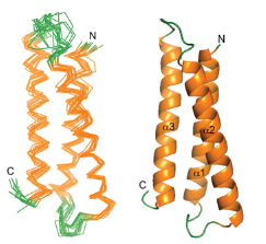 C-Terminal Modification-Creative Peptides – Creative Peptides