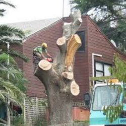 Local Tree Services in Manakau