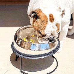 English bulldog bowl