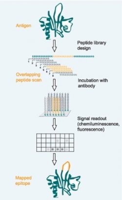 Epitope Mapping Services – Creative Peptides