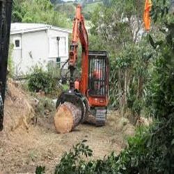 Visit The Tree Man for Tree Pruning
